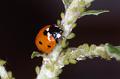 25 Hannetons, Coccinelles